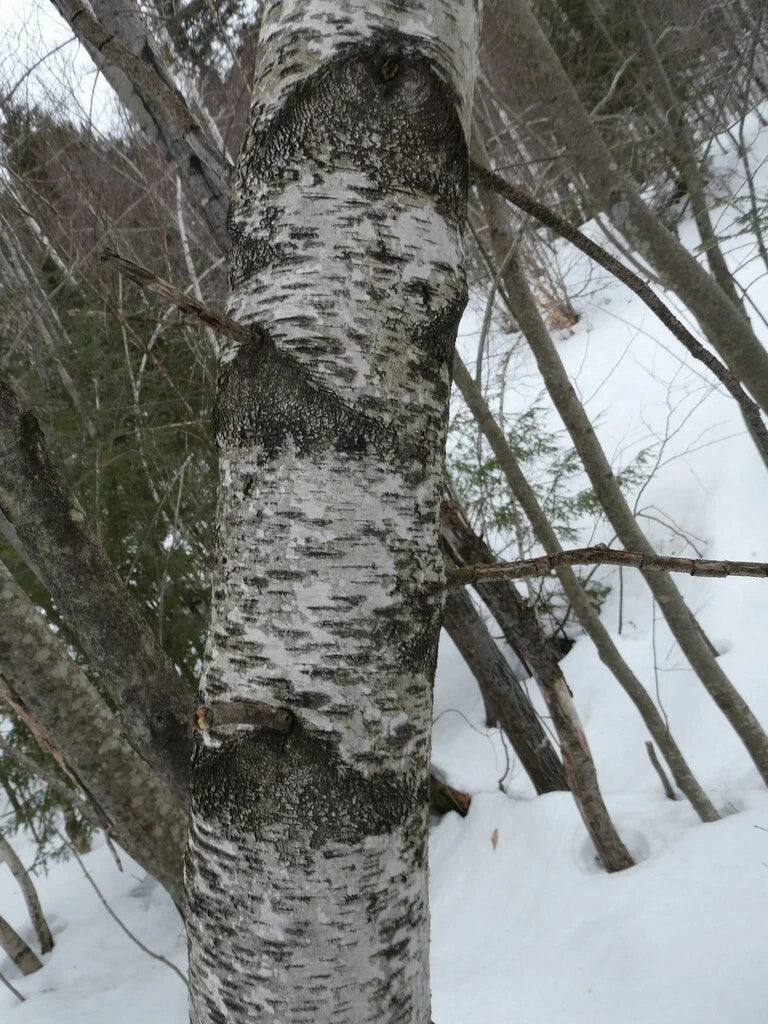 Betula populifolia Tree Seeds - Gray Birch Native North American Tree