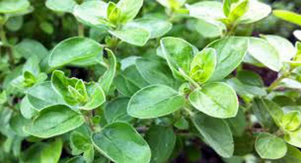 Sweet Marjoram Seeds Heirloom NON GMO 50+ Seeds Origanum majorana