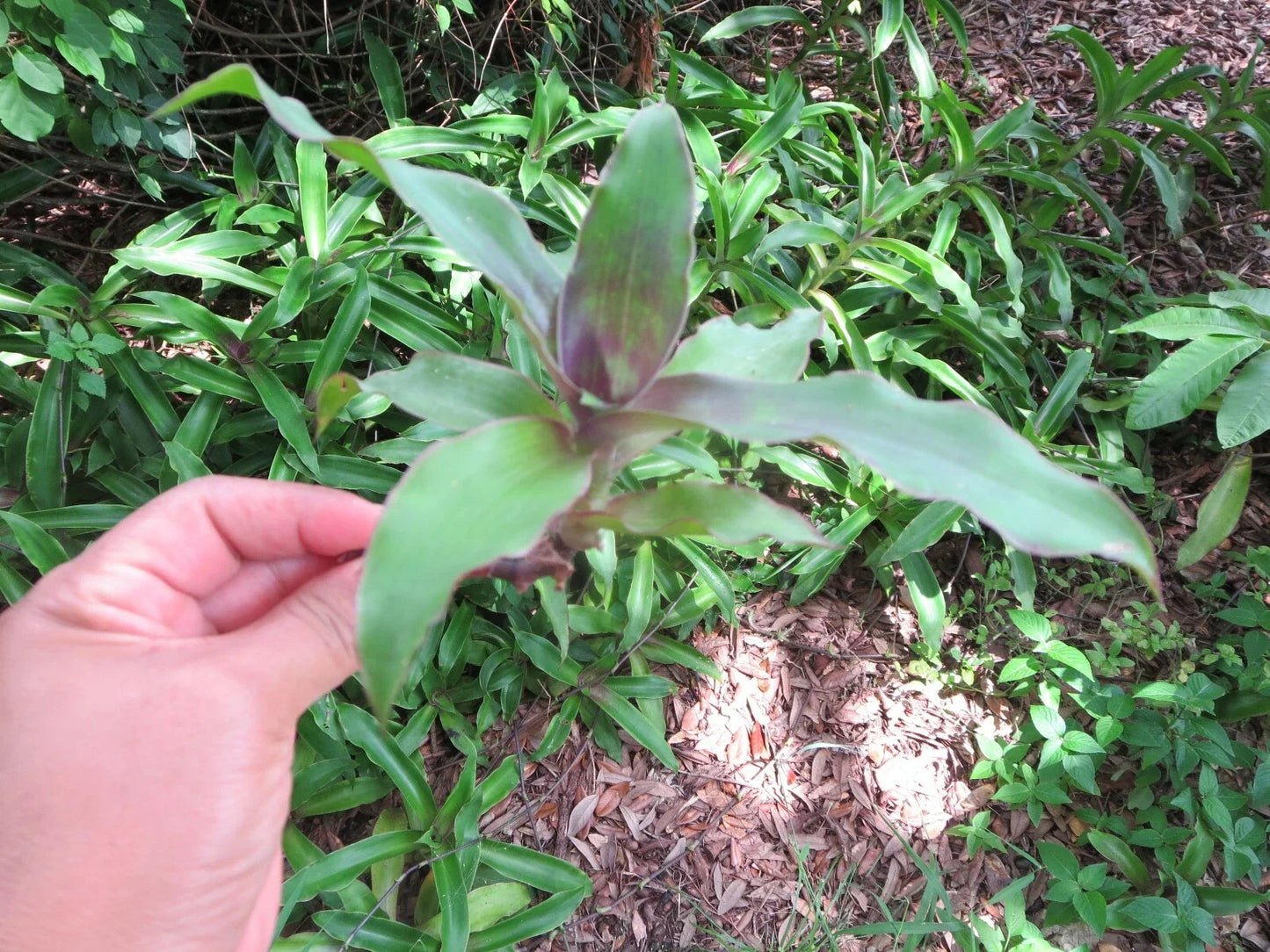 Callisia fragrans Cuttings - 5 Healthy Propagation Plants - Medicinal Basket Plant - Trailing Indoor Houseplant