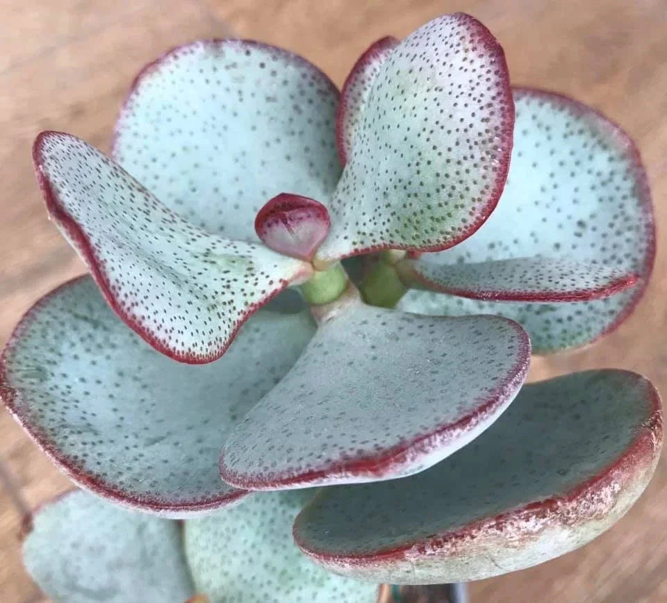 Silver Dollar Jade Plant Cuttings, Crassula arborescens, Succulent Propagation, Indoor/Outdoor, Low Maintenance