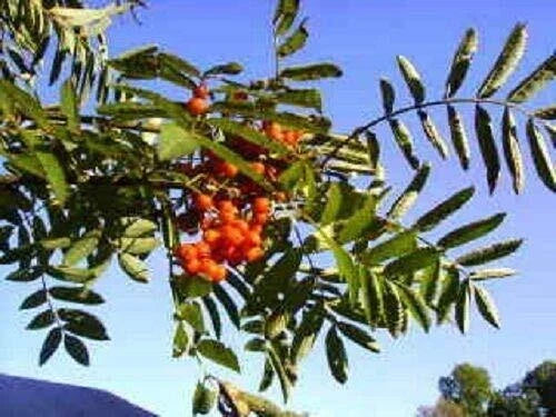 Amur Rowan Seeds - Sorbus Aucuparia - Mountain Ash Tree - 20 Seeds for Garden Landscaping and Wildlife