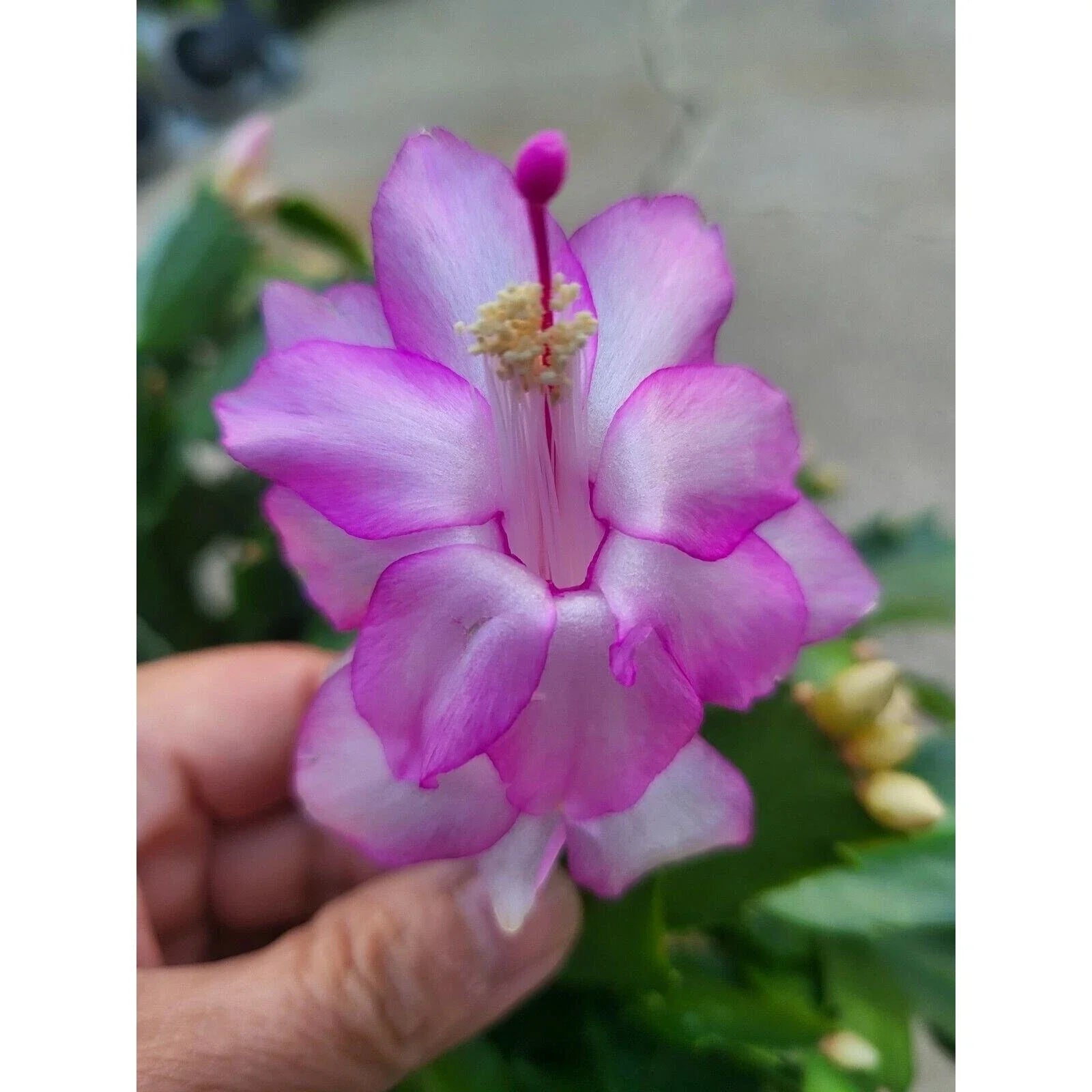 Pandora Schlumbergera Truncata Cuttings – Jungle Holiday Cactus Propagation, Succulent Plant, Indoor & Outdoor, 5 Pack