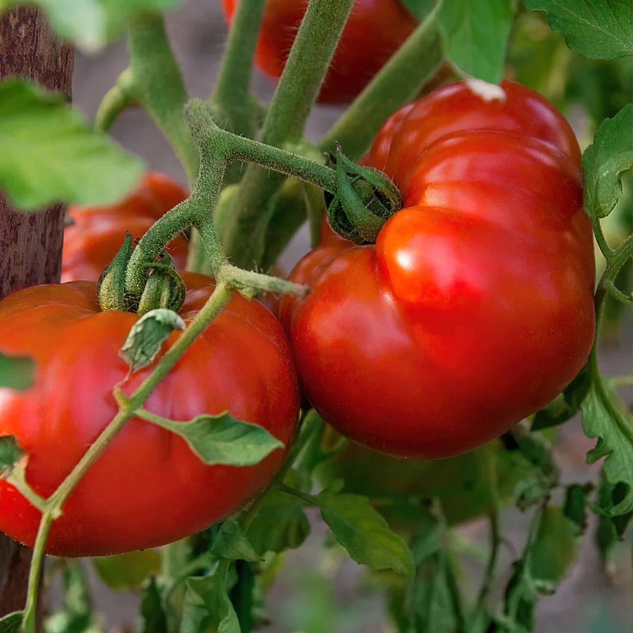 Chef's Choice Red Tomato Seeds - 100 Seeds - Heavy Producer Vining Variety