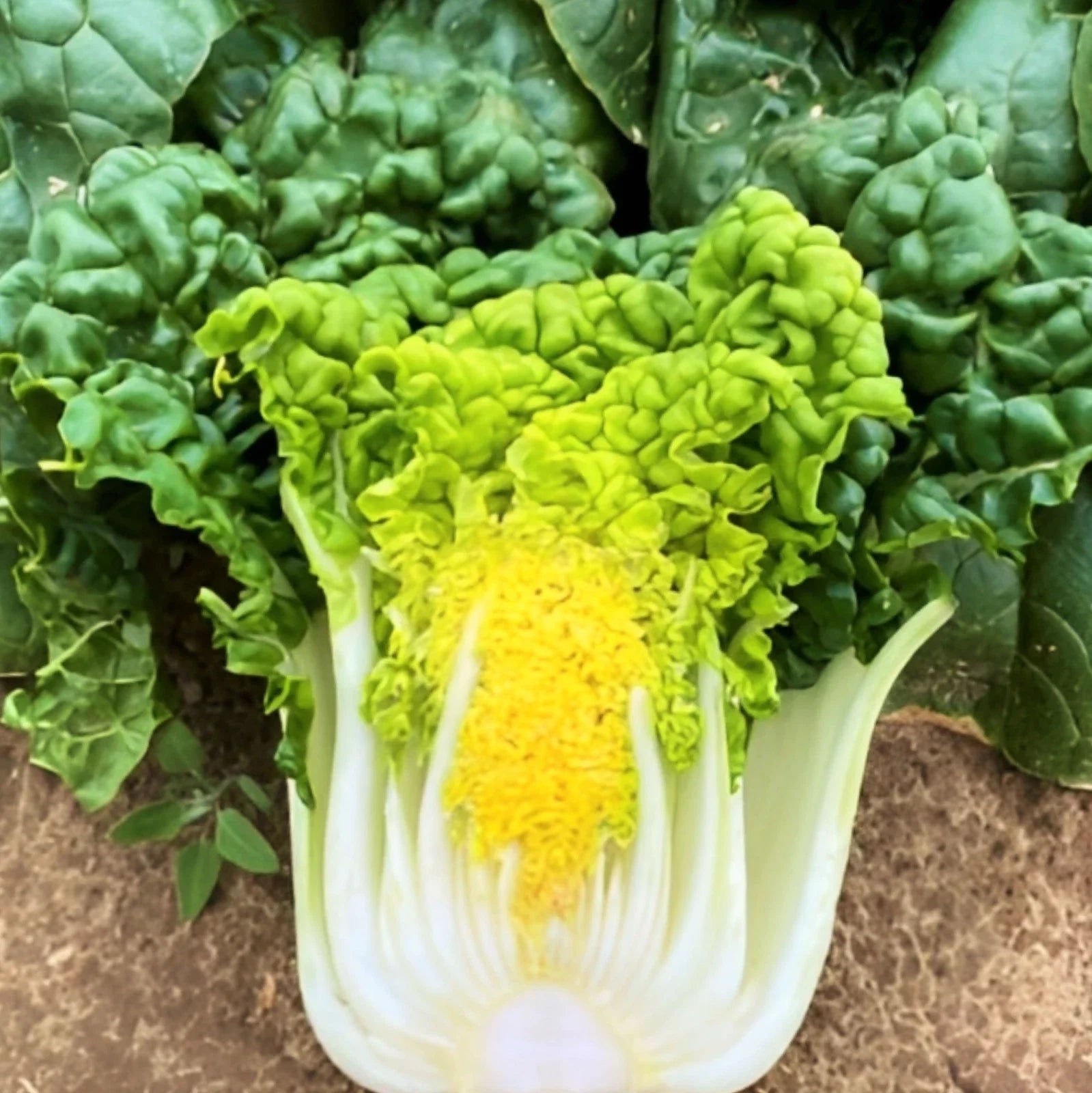 Golden Heart Bok Choy Seeds - Yellow Green Pak Choi Brassica rapa subsp. chinensis for Home Garden & Cooking