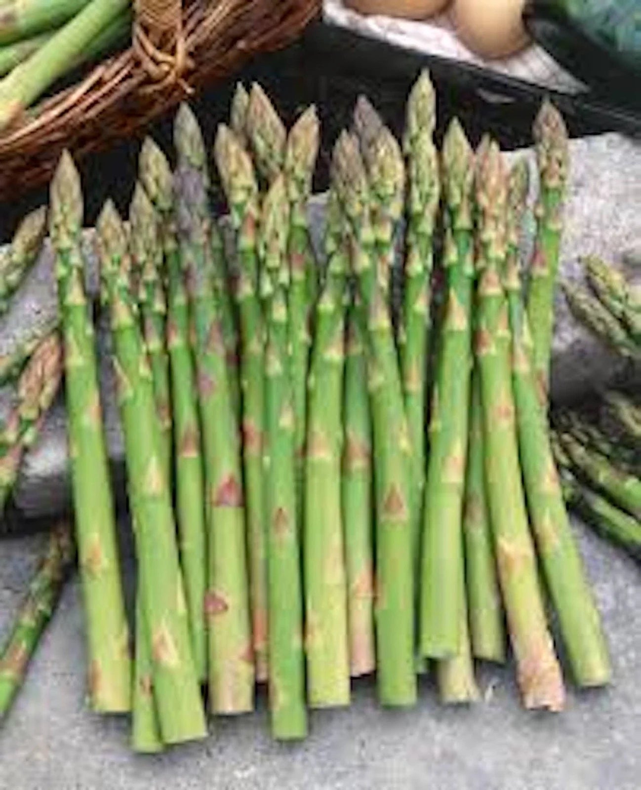 Mary Washington Asparagus Starter Plants - 5 Bare Root Asparagus officinalis for Home Garden, Perennial, High-Yielding