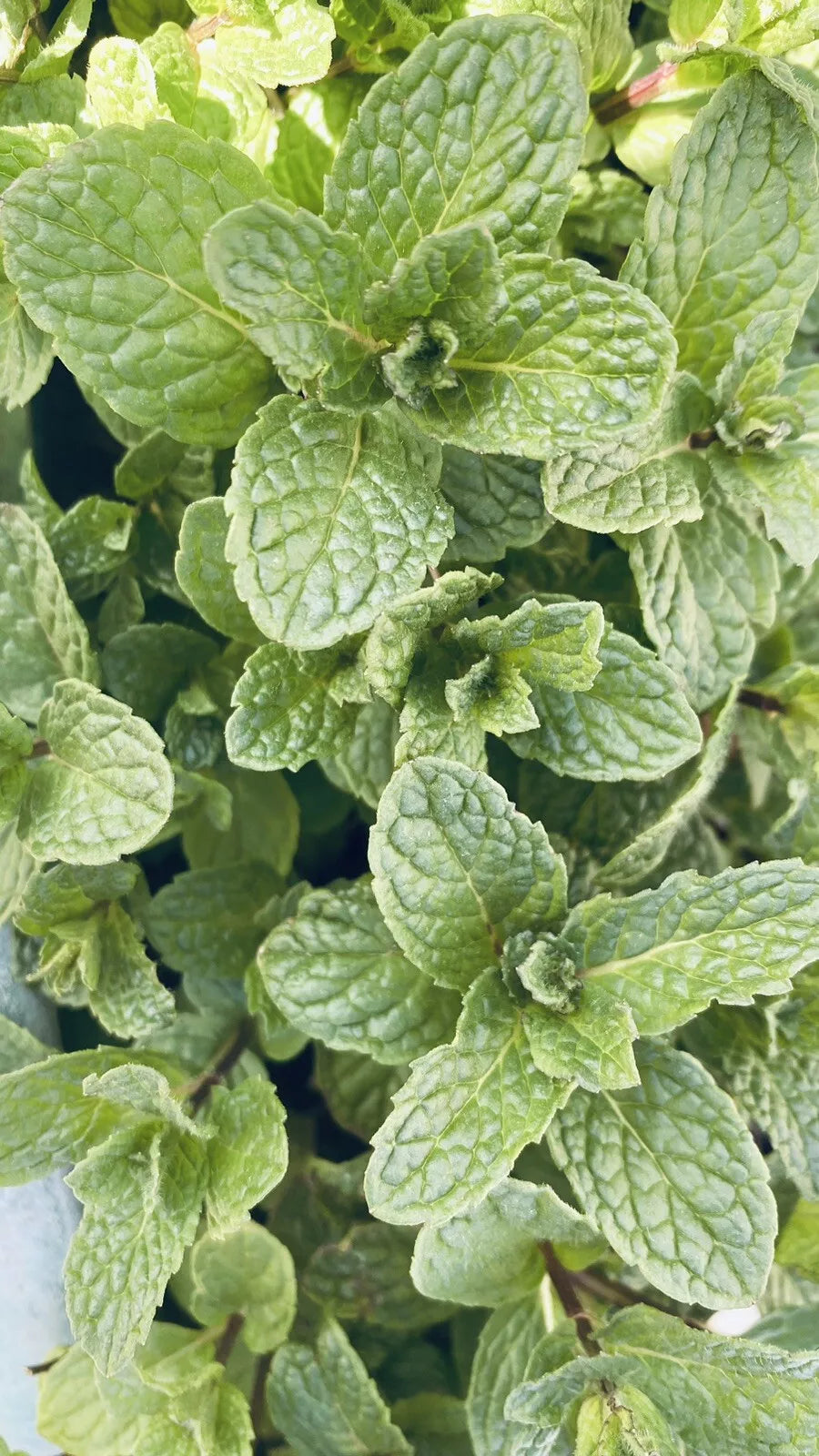 Live Peppermint Plants - Organic Mojito Mint Bare Root - Mentha × piperita for Culinary & Garden Use