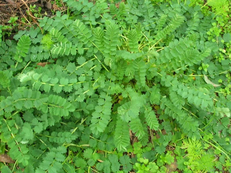 Salad Burnet Herb Seeds Pack – 400+ Sanguisorba minor Culinary Garden Essential