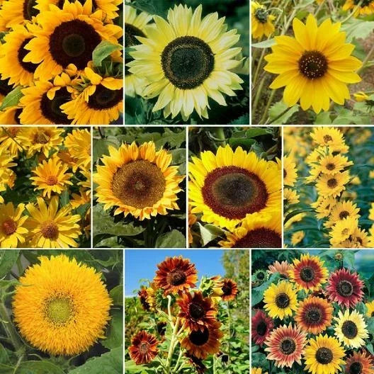 Sunflower Seeds Bulk Pack - SUNNY Mix Non-GMO for Hummingbirds - 250 Helianthus annuus Garden Seeds