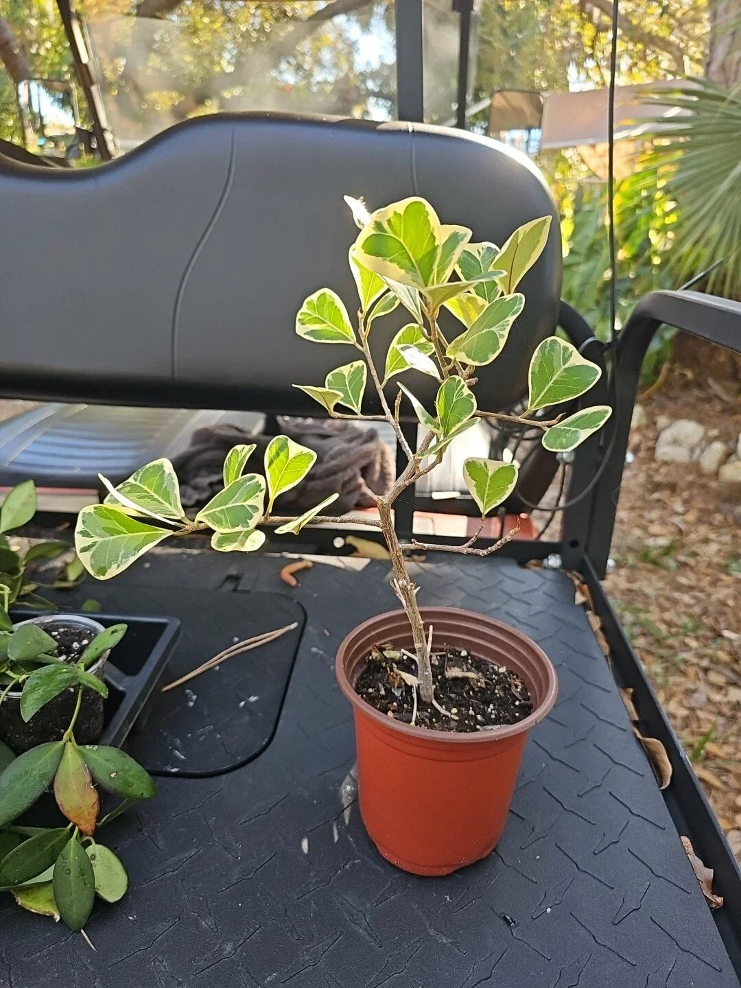 Ficus Triangularis Variegata Rooted Plant in 5" Pot - Variegated Indoor Tropical Houseplant
