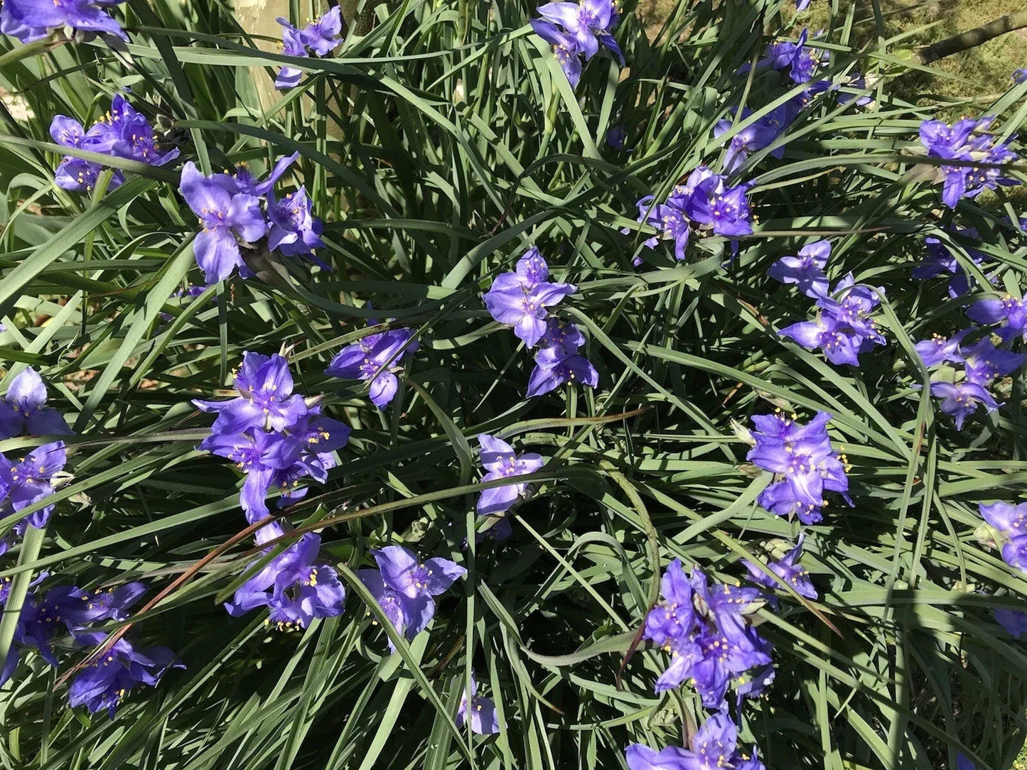 Spiderwort Rhizome Bulbs - 20 Perennial Purple Flower Plants - Tradescantia pallida, Widow's Tear