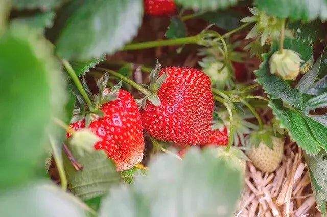 Eversweet Everbearing Strawberry Plants - Bare Root Set of 6 - Disease-Resistant, Self-Pollinating, Fragaria x ananassa