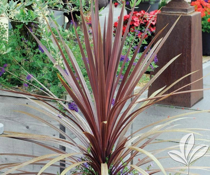 Dracaena Spikes Seeds - 25 Pack for Indoor and Outdoor Gardening - Dracaena marginata Plant Seeds