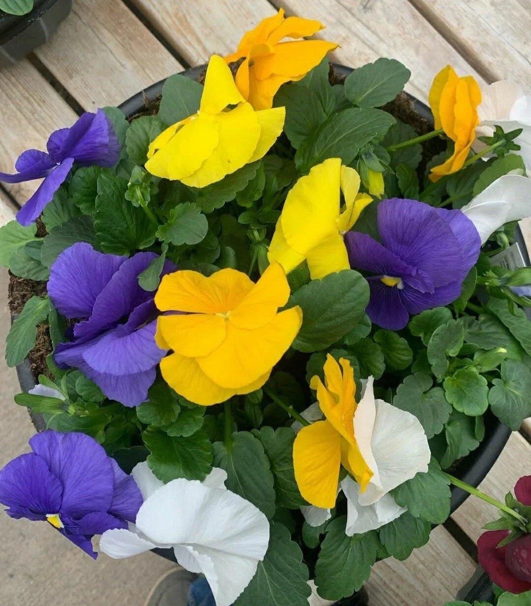 Pansy Seeds Flower Mix - 50 Pack, Colorful Viola tricolor Varieties, Easy Grow Annuals for Gardens & Containers