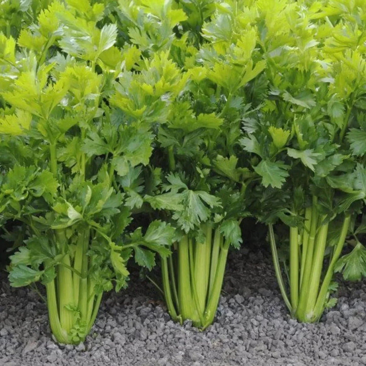 Tall Utah Celery Seeds - Apium graveolens, Non-GMO, Heirloom Vegetable Seeds, Set of 100 for Home Gardening