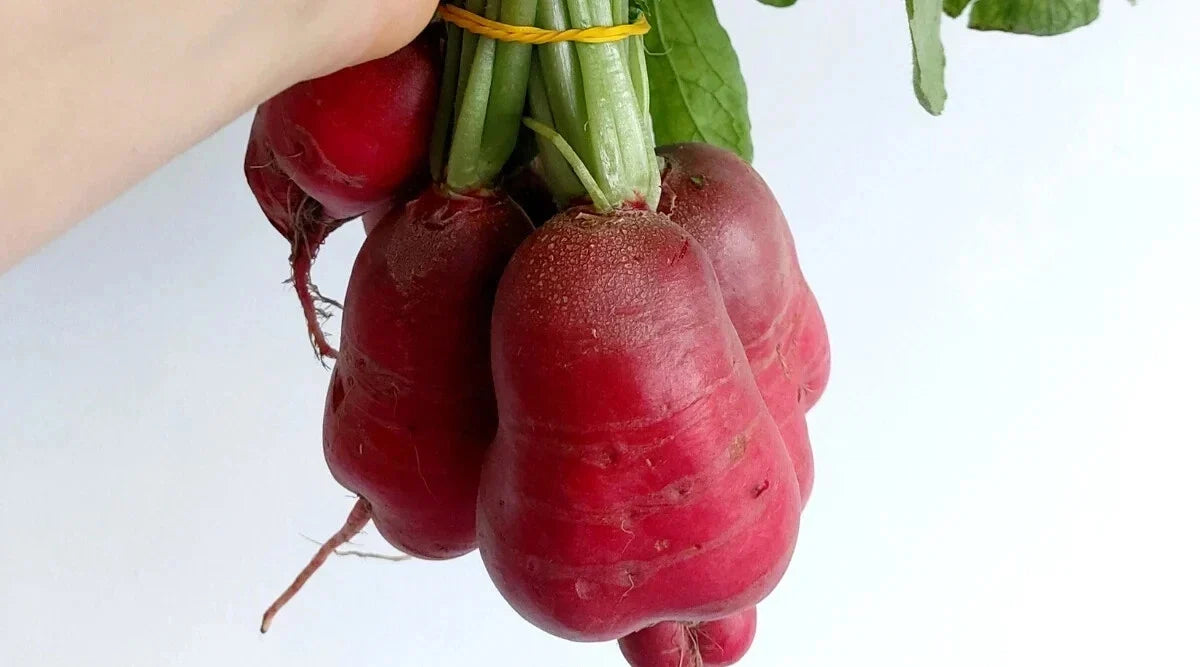 Crimson Giant Radish Seeds - 500+ Non-GMO Garden Seeds Raphanus sativus for Home Gardening