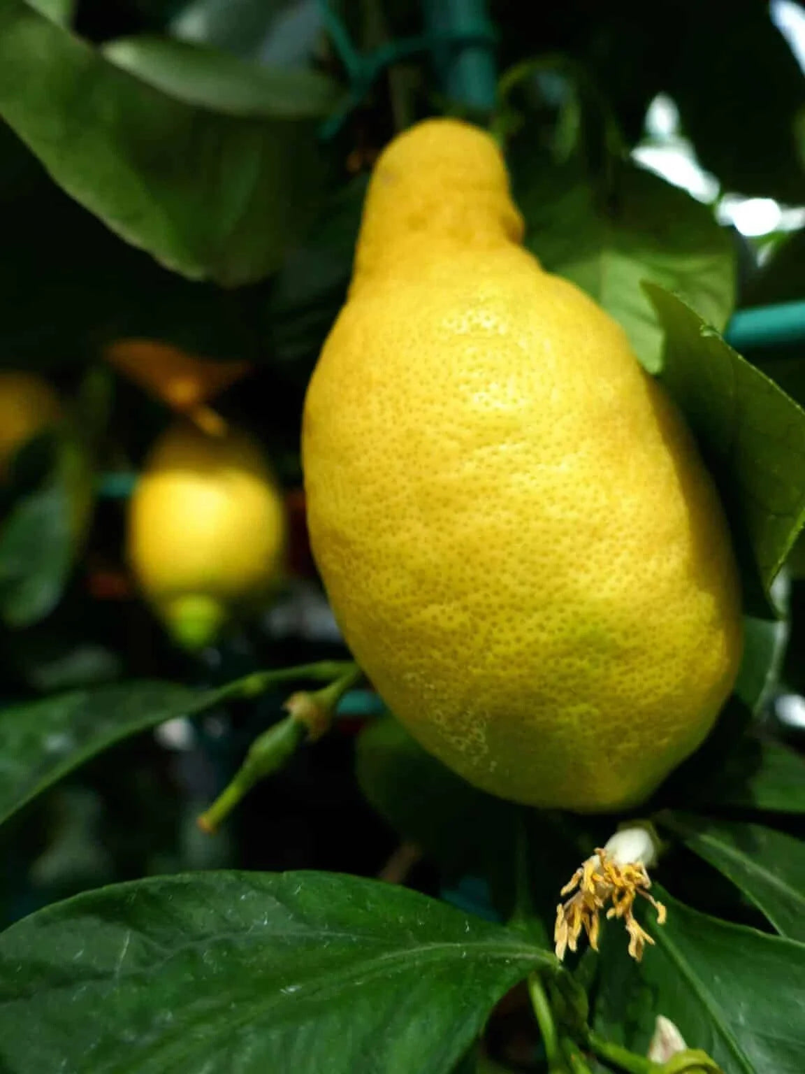 Primofiori Lemon Seeds - 5+ Pack Citrus limon Fruit Tree for Garden & Pot Growing - Organic, Non-GMO