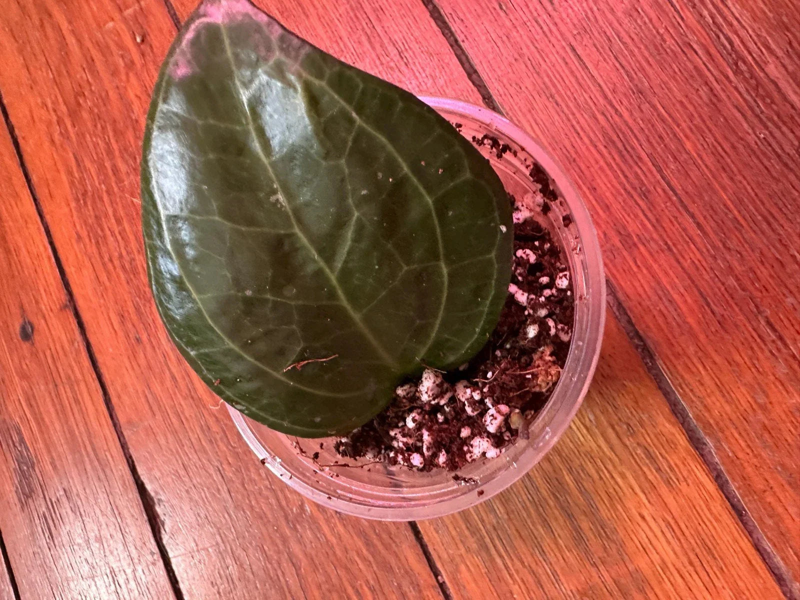 Hoya Latifolia 'Sarawak' Rooted Cutting - 3" Dinner Plate Houseplant, Easy Care Trailing Hoya Plant