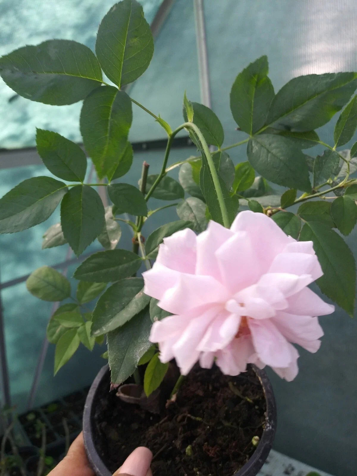 Live Pink Rose Shrub in 8 oz Pot, Rosa spp., Compact, Fragrant, Garden & Patio Plant