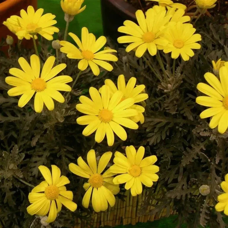 Euryops Daisy Seeds - Pack of 200+ - Bright Yellow Flowers - Euryops Pectinatus - Garden Flowers for Borders & Containers