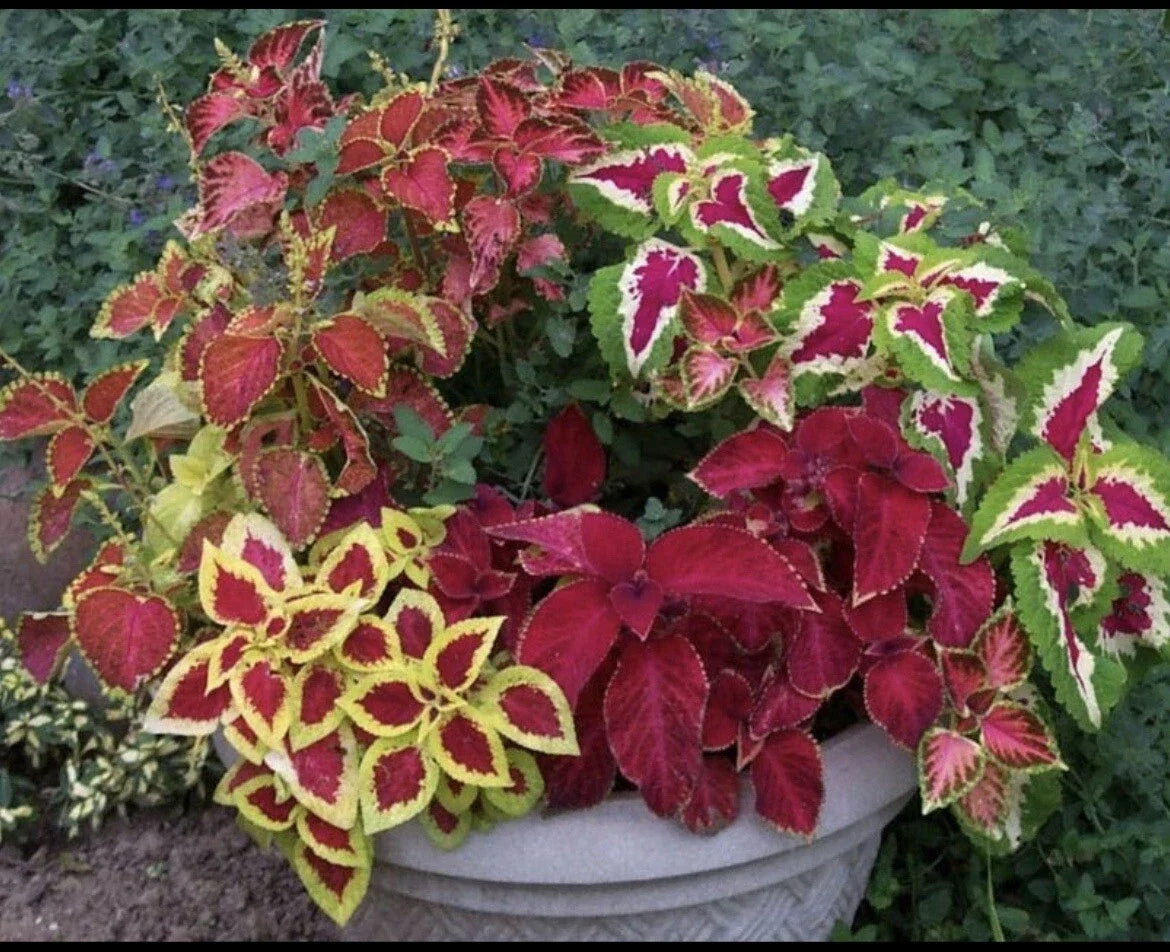 Coleus Seeds Rainbow Mix - 100+ Seeds, Colorful Foliage, Easy to Grow, Solenostemon scutellarioides