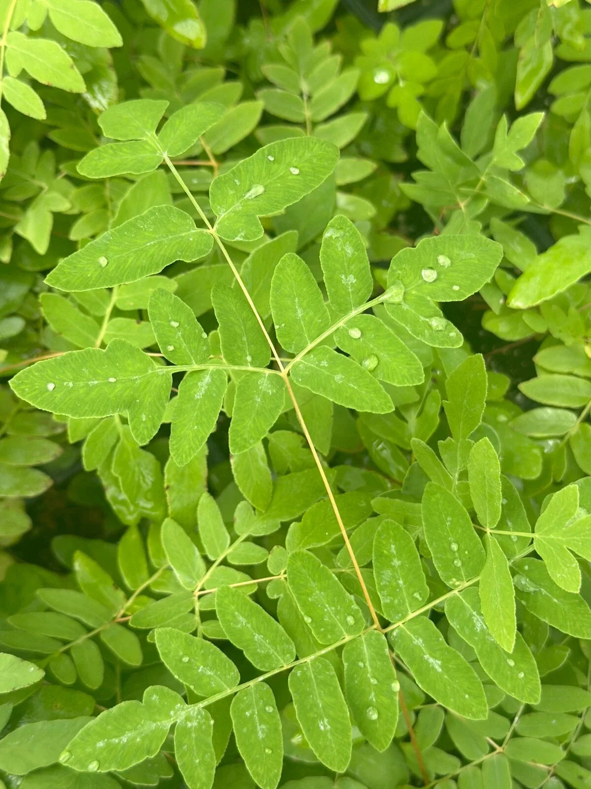 Bare-Root Royal Fern Osmunda regalis var. spectabilis Tall Deciduous Fern with Fertile Fronds