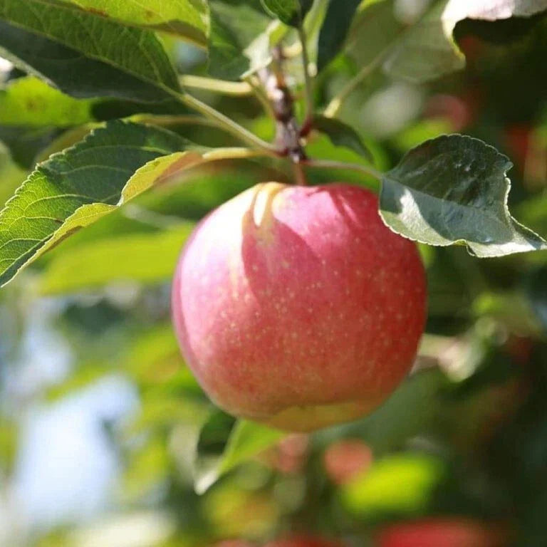 Stayman Winesap Apple Tree Seedling - Gallon Pot - Malus domestica