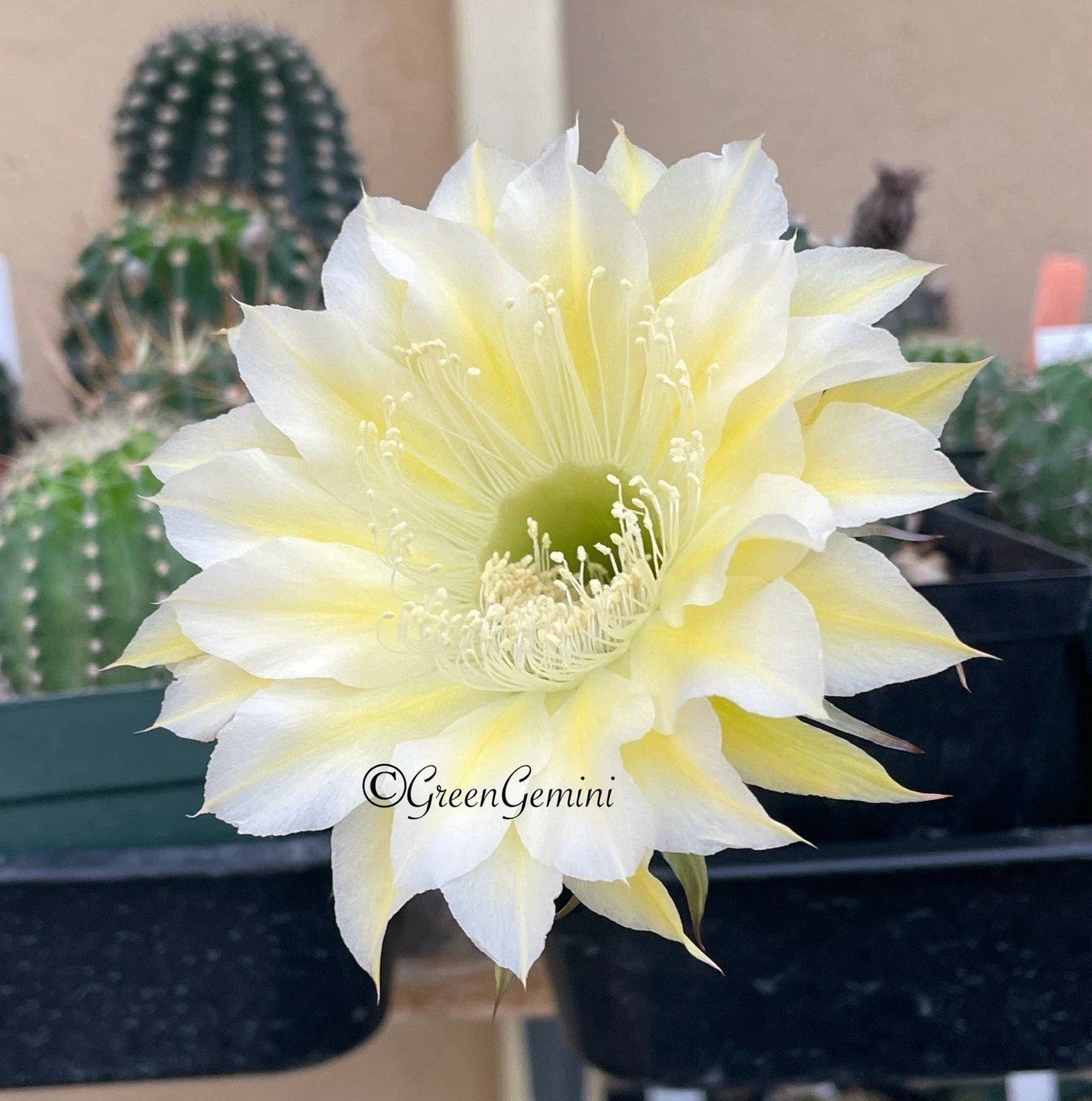 Echinopsis Bourne Lace Succulent Pups - European Hybrid Cactus for Indoor & Outdoor Decor