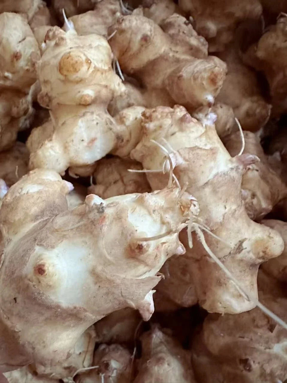 Organic Sunchoke Tubers for Planting - Jerusalem Artichoke Helianthus tuberosus - Edible Perennial Root Vegetables
