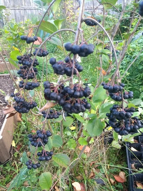 Viking Aronia Berry Plant - Live Rooted Starter - Self-Pollinating Fruit Shrub - Aronia melanocarpa - Zones 3-8