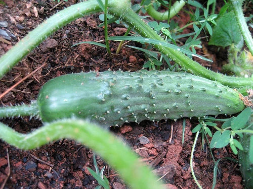 Pickling Cucumber Seeds - 25 Pack Cucumis sativus for Homemade Pickles & Salads, High-Yield, Disease-Resistant, Vining Variety