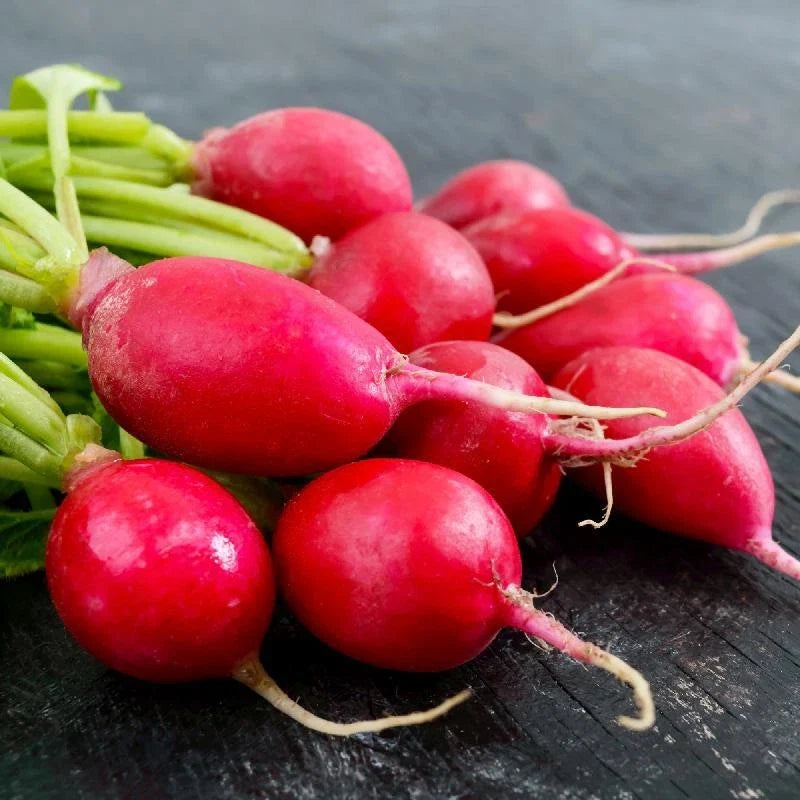 Radish Seeds - Comet Variety - Raphanus sativus - Fresh Non-GMO Seeds for Spring & Fall Planting