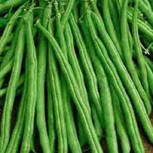 Premium Tendergreen Improved Stringless Bush Bean Seeds - Non-GMO, High Yield