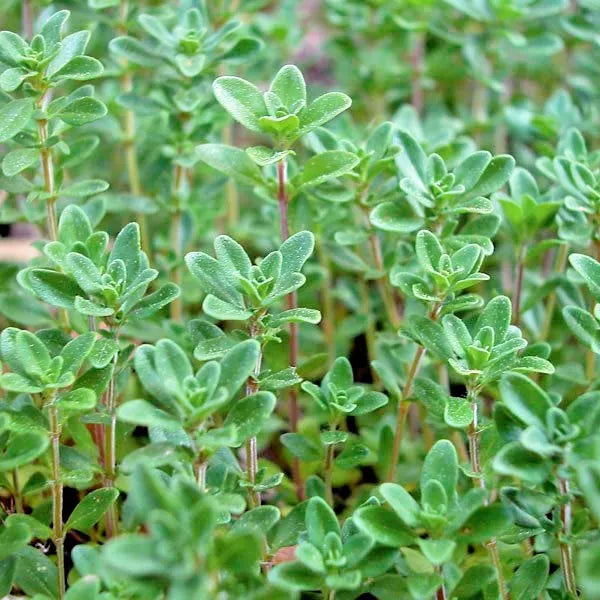 Organic Common Thyme Seeds 500+ Thymus vulgaris Perennial Herb for Garden & Container Planting