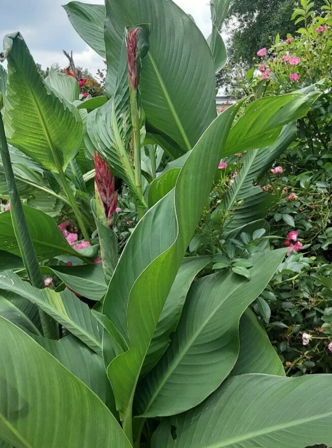 Red Hummingbird Canna Lily Bulbs (2) – Tall Growth, Vibrant Red Flowers, Large Green Foliage – Canna indica