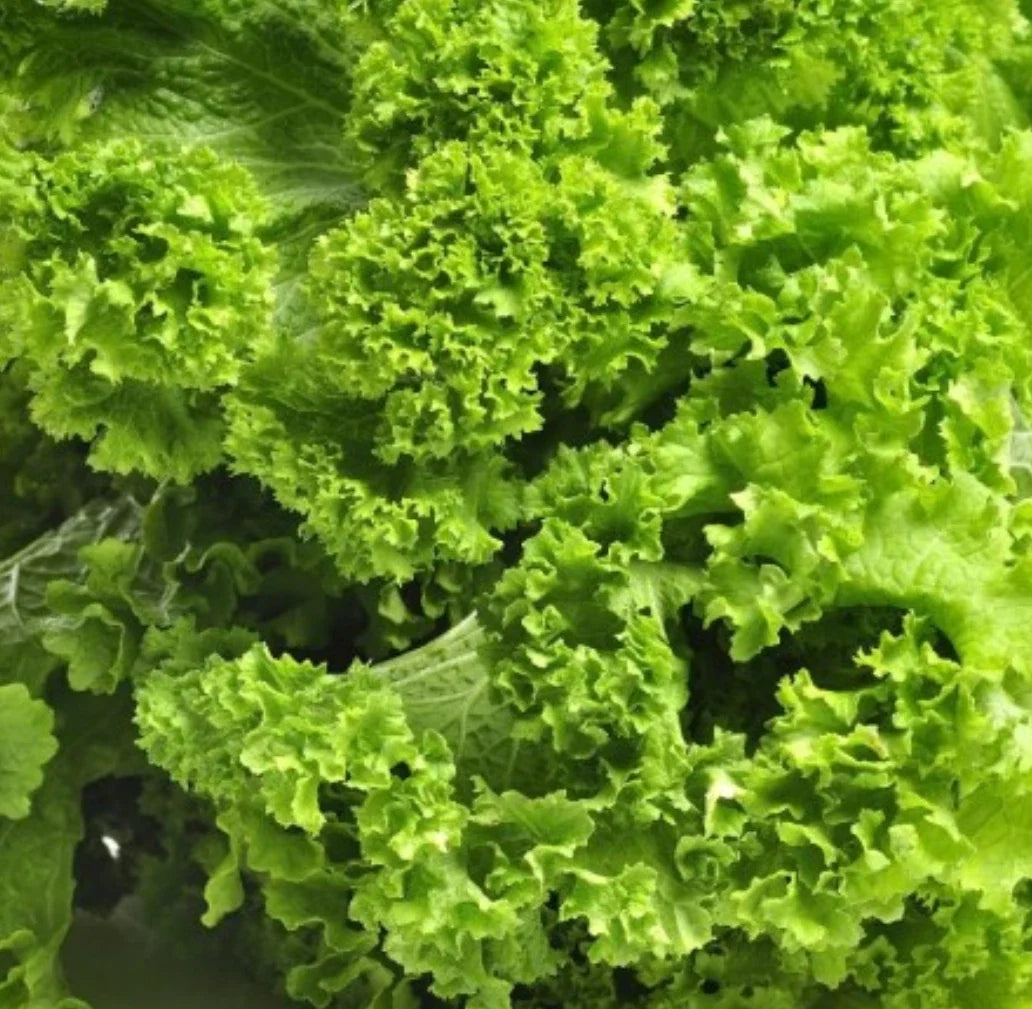 Southern Giant Curled Mustard Seeds - 5,000+ Heirloom Brassica juncea Vegetable Seeds for Greens, Salad, and Cooking