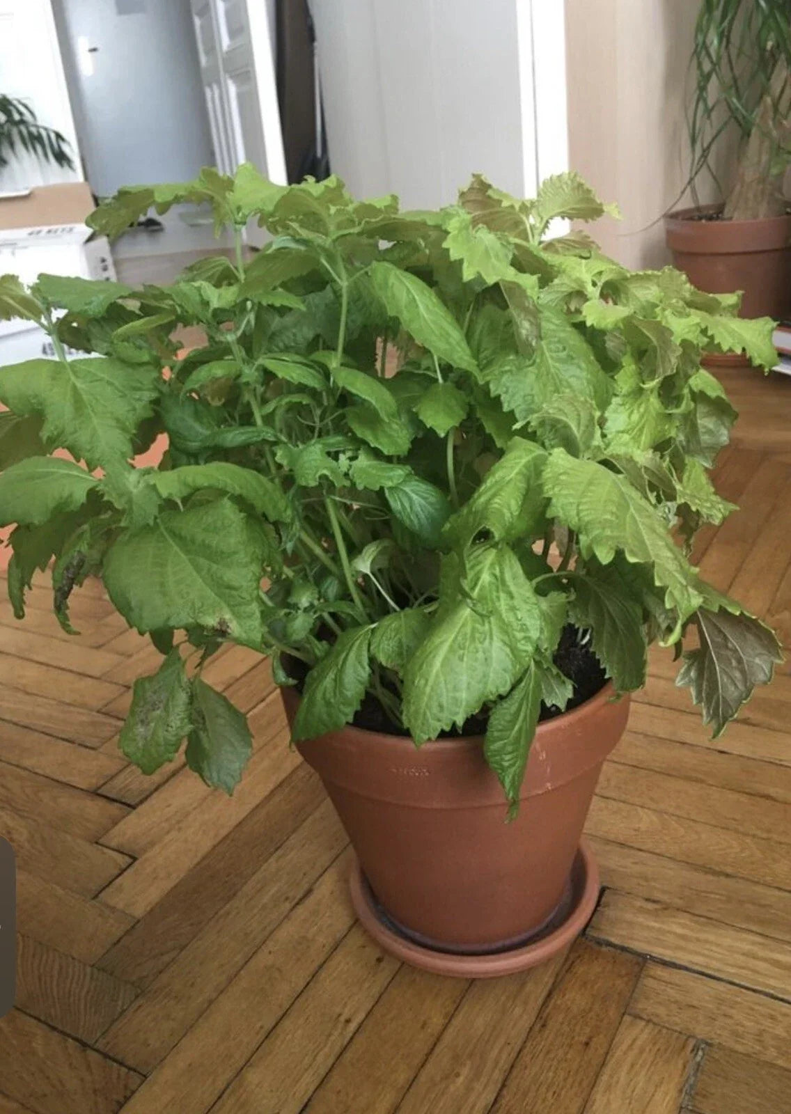 Green Shiso Seeds - 200+ Perilla frutescens Herb Seeds for Culinary Gardens, Non-GMO, Open Pollinated, Herb Garden Plant Seeds