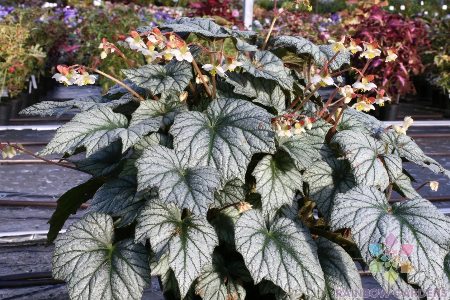 Veined Silver Coleus Seeds - 25+ Pack for Garden Planting - Solenostemon scutellarioides, Foliage, Shade-Loving, Easy to Grow