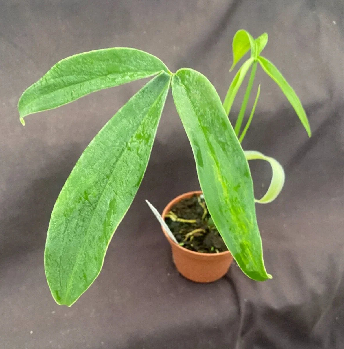 Philodendron Tripartitum Rooted Plant in 3" Pot – Unique Three-Lobed Leaves, Indoor Houseplant, Easy Care, Air-Purifying