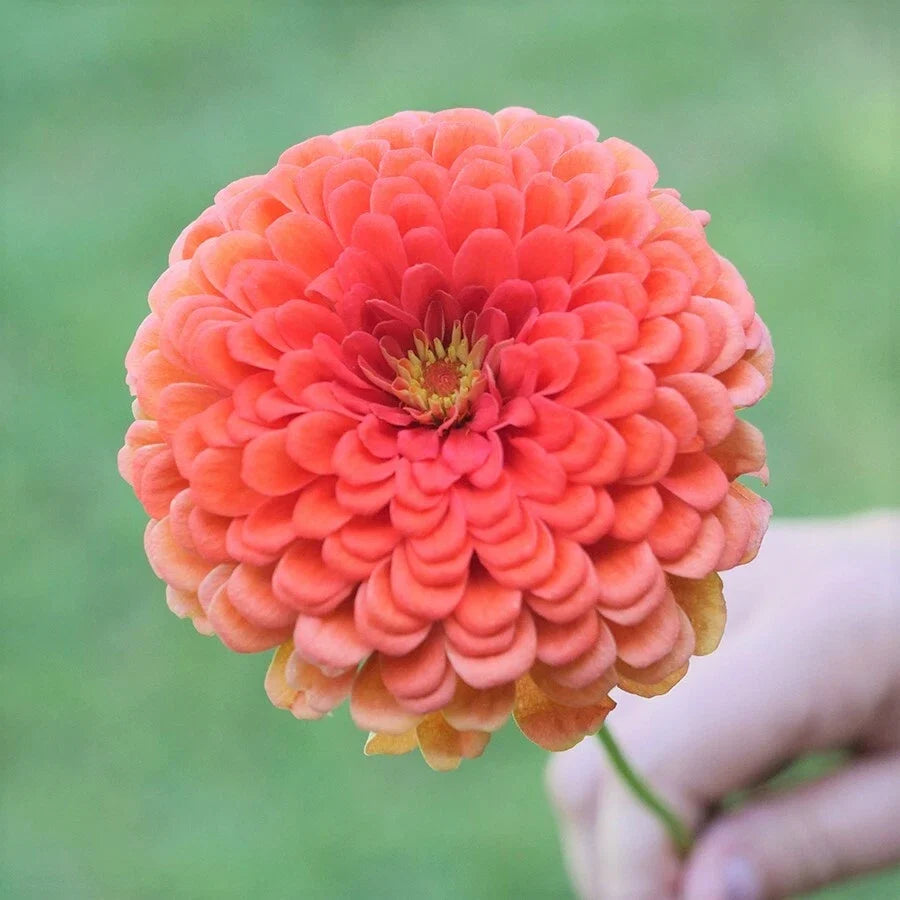 Zinnia Seeds - Coral Beauty - Giant Salmon Pink Flowers - Pollinator Friendly - Zinnia elegans