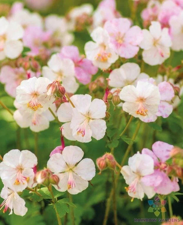 St. Ola Geranium Seeds - 25+ Pack, Pelargonium x hortorum, Vibrant Flowers for Garden, Containers & Hanging Baskets