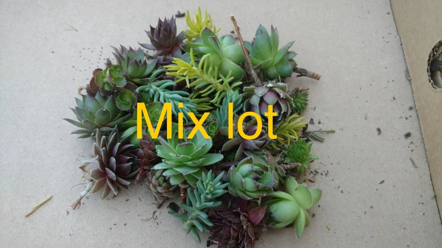 Live Hardy Succulents Hens and Chicks Sempervivum Sedum Mixed Lot for Garden, Zones 4-8, Easy Care, Non-Potted