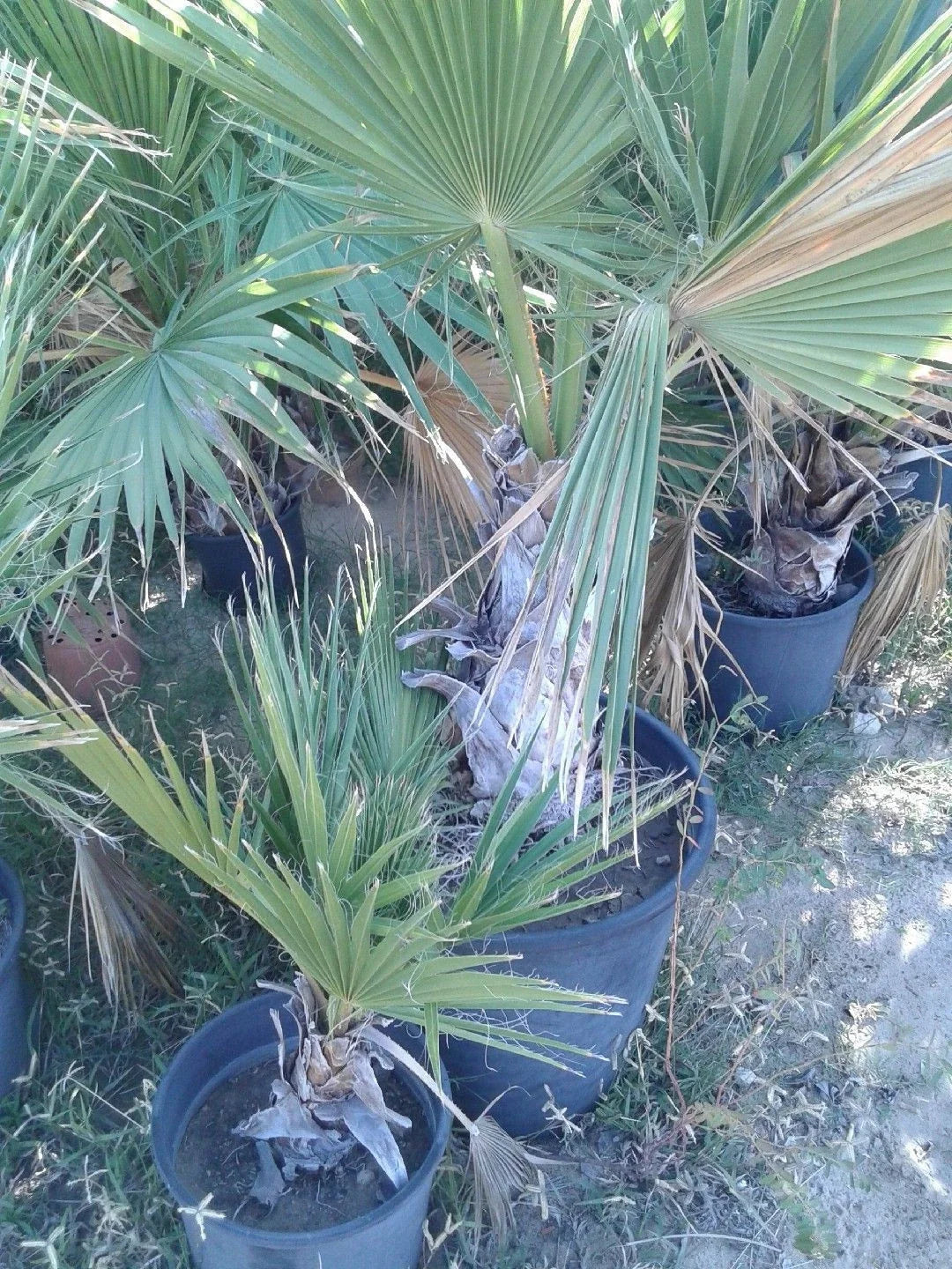 Dwarf Palmetto Live Plants Bundle – Sabal minor, Drought-Tolerant, Cold-Hardy, Tropical Palms, Native, Low Maintenance