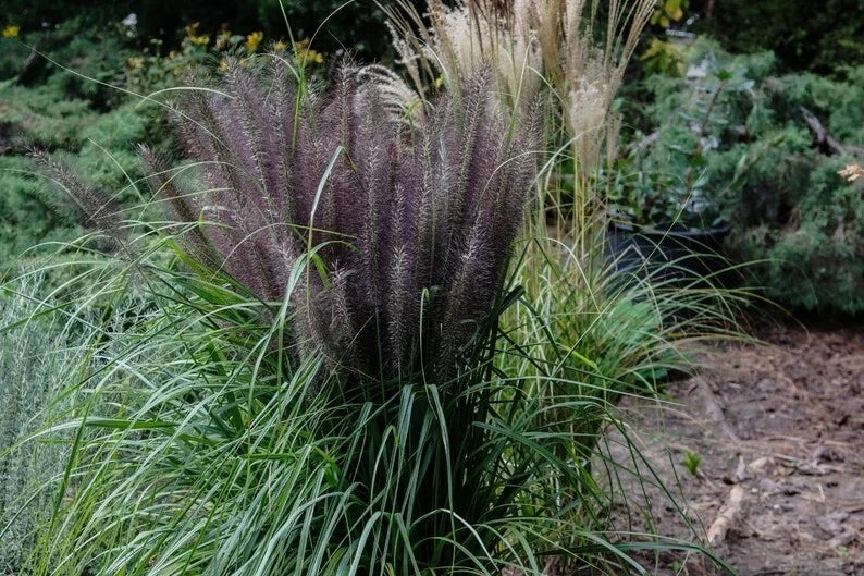 Dwarf Black Fountain Grass Seeds - Organic Pennisetum alopecuroides 'Black Beauty' - Ornamental Grass for Borders & Containers