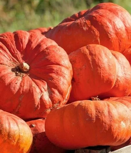 Cinderella's Carriage Pumpkin Seeds – Heirloom Cucurbita pepo, Unique Carriage-Shaped Pumpkins for Fall Decorations & Cooking
