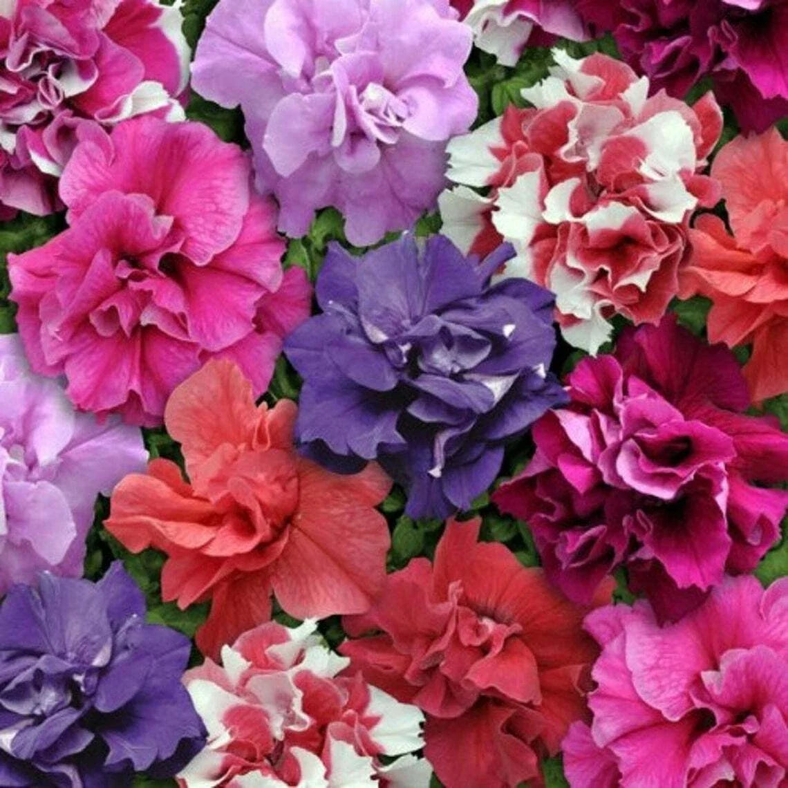Double Mix Petunia Seeds 50 Pack for Containers & Hanging Baskets | Petunia × atkinsiana