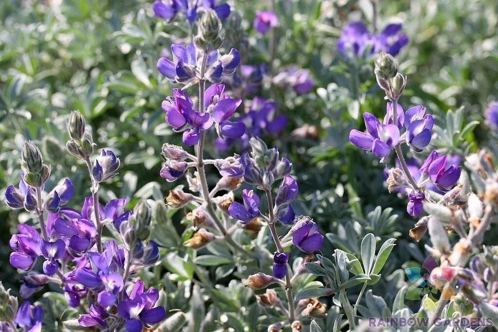 Dune Bush Lupine Seeds - 25+ Lupinus chamissonis Seeds for Coastal Gardens