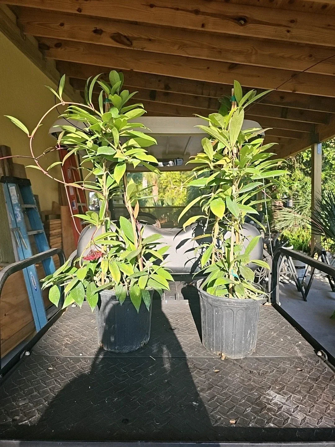 XXL TOWER Hoya Pubicalyx Splash - 37" Variegated Tropical Houseplant with Climbing Vine
