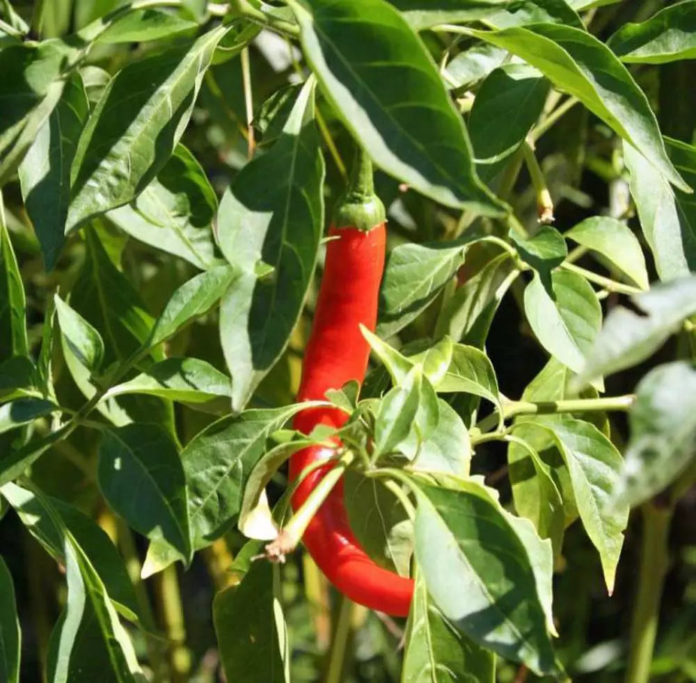 Cayenne Pepper Seeds Hot N Red Heirloom Non-GMO 500+ Seeds Capsicum annuum