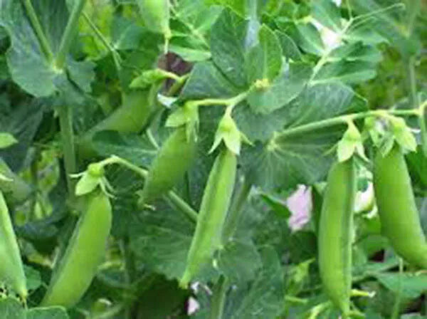 Sugar Daddy Snap Peas Seeds, Heirloom Variety, Edible Pods for Salads & Snacks, Climbing Plant, Pisum sativum, 100+ Seeds