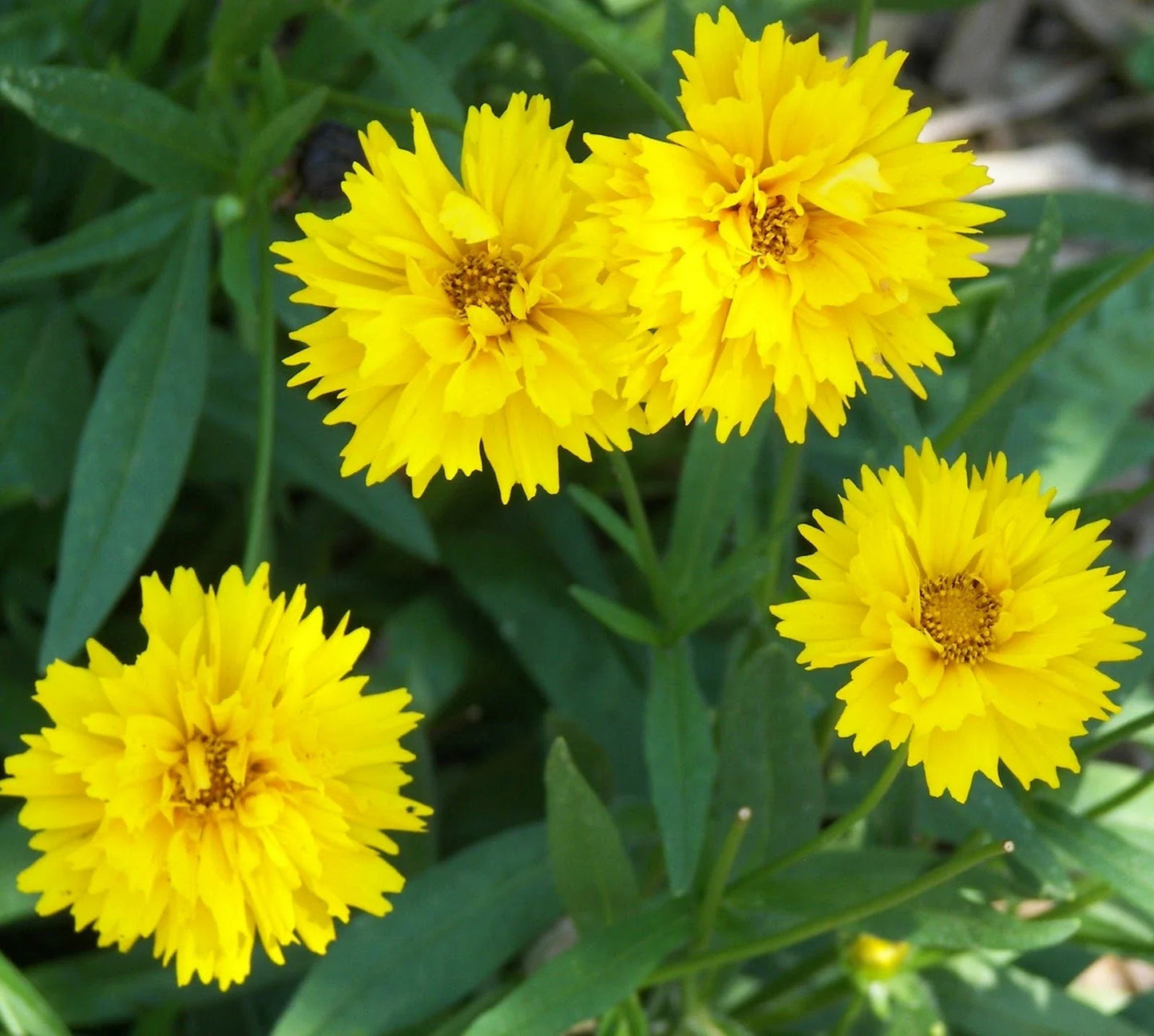 Coreopsis verticillata 'Early Sunrise' Seeds – Bright Yellow Flowers, Drought-Tolerant Perennial, Butterfly Attractant, Easy to Grow